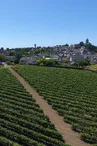 vigne juin 2024