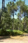 Chambiers forêt circuit rando jaune