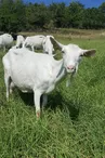 Ferme La chèvre blanche