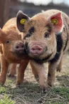 Parc animalier de Lussas