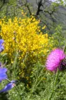 Jardin botanique de la Grangeasse