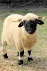 Mille et Une Cornes