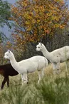 La montagne des lamas et alpagas