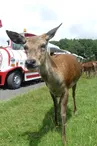 Réserve de Beaumarchais, Autrèche - Biche