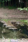 Lavoir des Bournets - Pineuilh - Patrice Coutaud