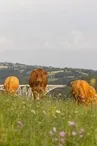 l'éleveur ramène les vaches en pâture après la tétée