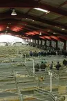 Visite guidée du Marché Ovins