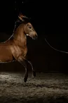 Des chevaux et des hommes