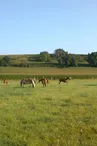 poneys