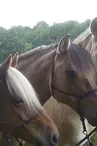 Equi Synergie