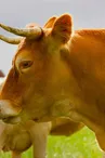 vache-allherbe-brun-v2ab