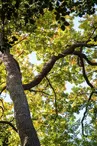 foret-de-berce-sarthe