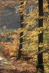 Forêt de Perseigne