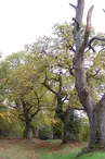 Châtaigniers greffés
